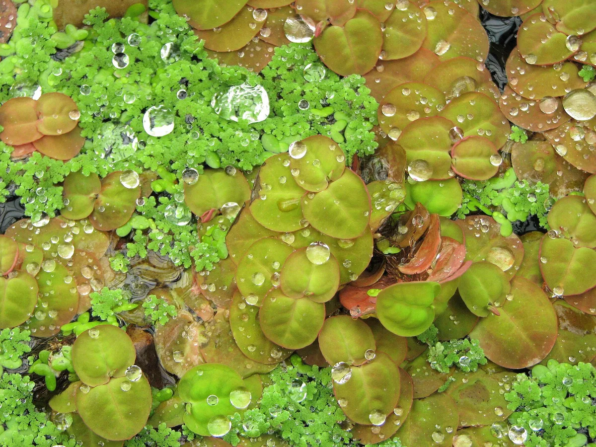 Ronde groene tot roodbruine blaadjes van Phyllanthus fluitans met waterdruppels aan het wateroppervlak, tussen kleinere drijfplantjes.