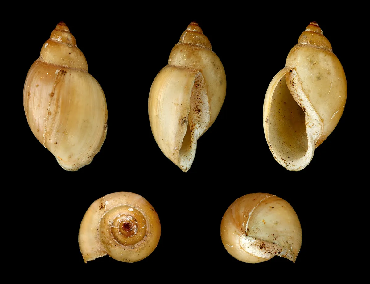 Vijf aanzichten van een lege, geelbruine blaashorenschelp op een zwarte achtergrond, met de opening links in het vooraanzicht.