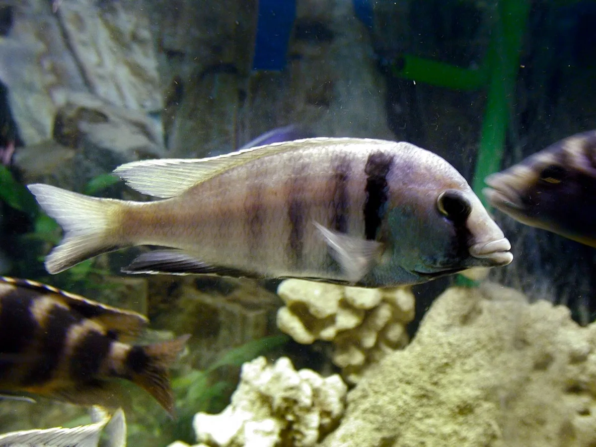 Placidochromis electra in een aquarium: een zilvergrijze cichlide met een donkere streep door het oog en een donkere verticale band achter het kieuwdeksel, zwemmend tussen kalkstenen.