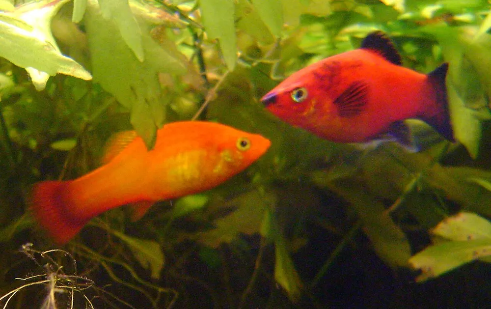 Twee roodoranje platys tussen waterplanten in een aquarium, allebei met de brede, gedrongen lichaamsvorm die de soort kenmerkt.