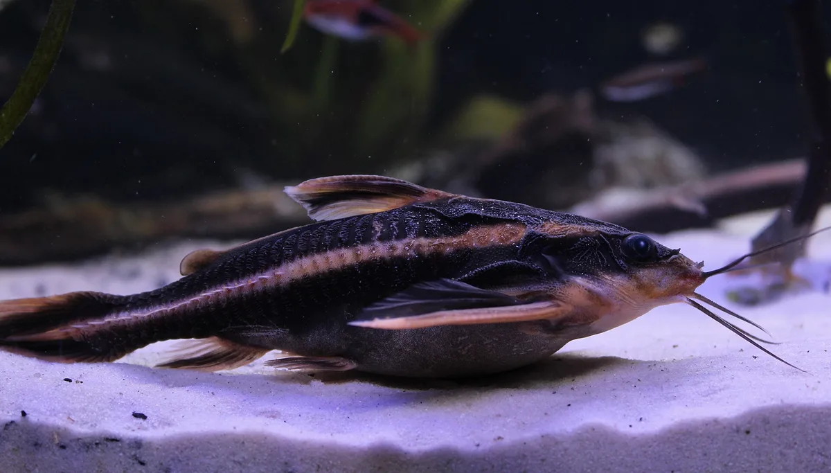 Gestreepte Platydoras op een zandbodem, donker lichaam met lichte lengteband en lange baarddraden