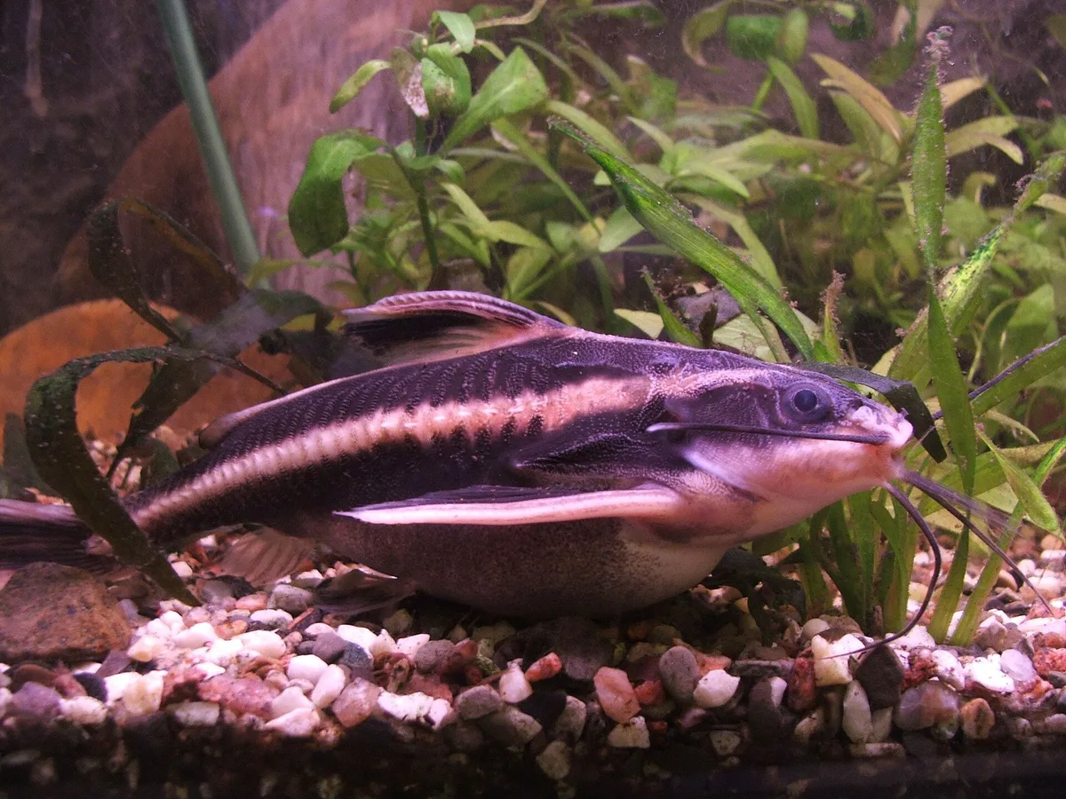 Platydoras costatus in zijaanzicht op grind tussen waterplanten, met de donkere romp, de lichte lengtestreep van snuit tot staart en de rij benige schildjes langs de zijlijn.