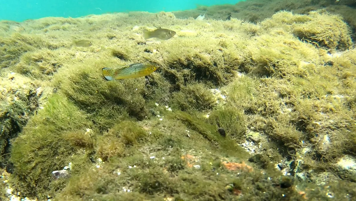 Zeilvinmolly’s boven een algenbodem in helder kustwater in Florida
