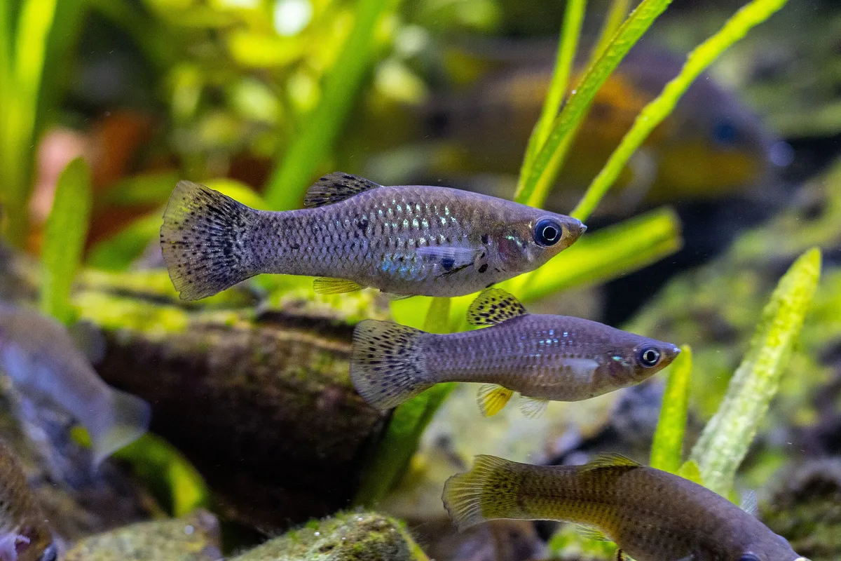 Drie gespikkelde kortvinmolly’s (Poecilia sphenops) tussen smalle waterplanten