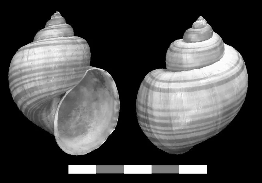 Twee aanzichten van een gestreepte Pomacea diffusa-schelp met een schaalbalk eronder