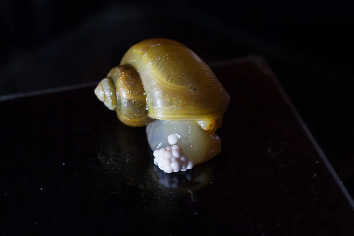 Gele Pomacea diffusa met een klein groepje lichtroze eieren op een donkere ondergrond