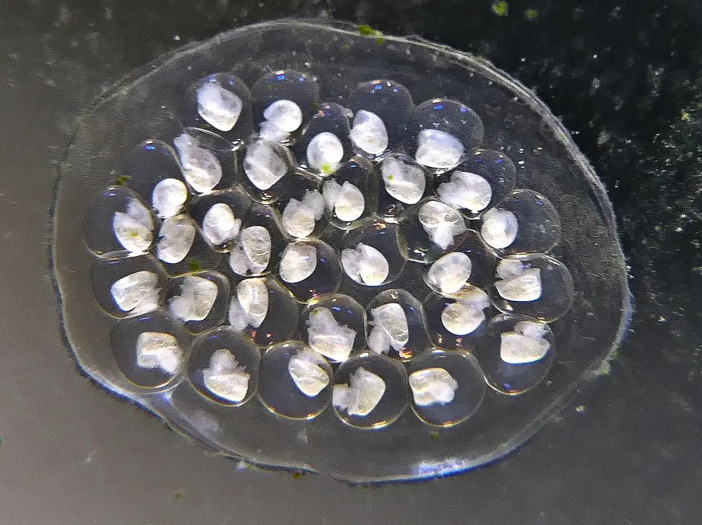 Close-up van een doorzichtig, plat gelatineklompje met tientallen ronde eieren erin, vastgeplakt op een oppervlak.