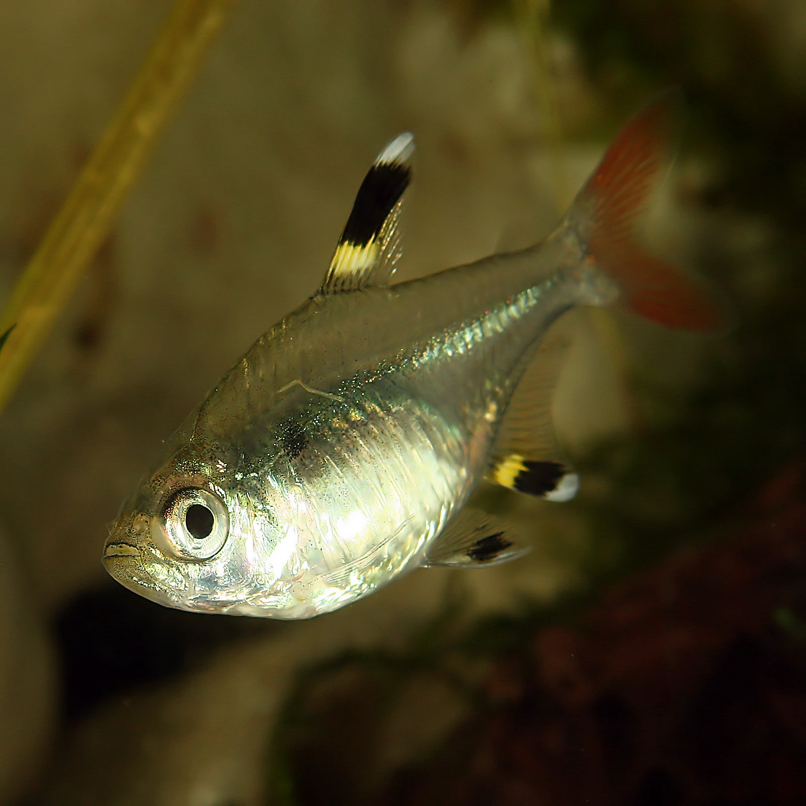 Pristella maxillaris: zilverig doorschijnende tetra met een geel-zwart-witte vlek op rug- en aarsvin en een roodachtige staartvin, vrij zwemmend in een aquarium.