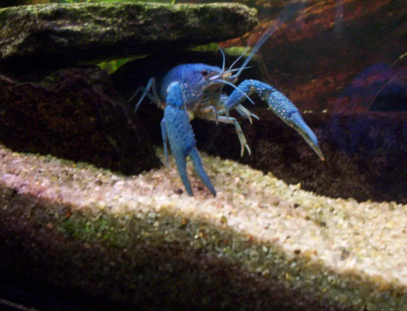Blauwe Floridakreeft Procambarus alleni aan de ingang van een stenen schuilplaats