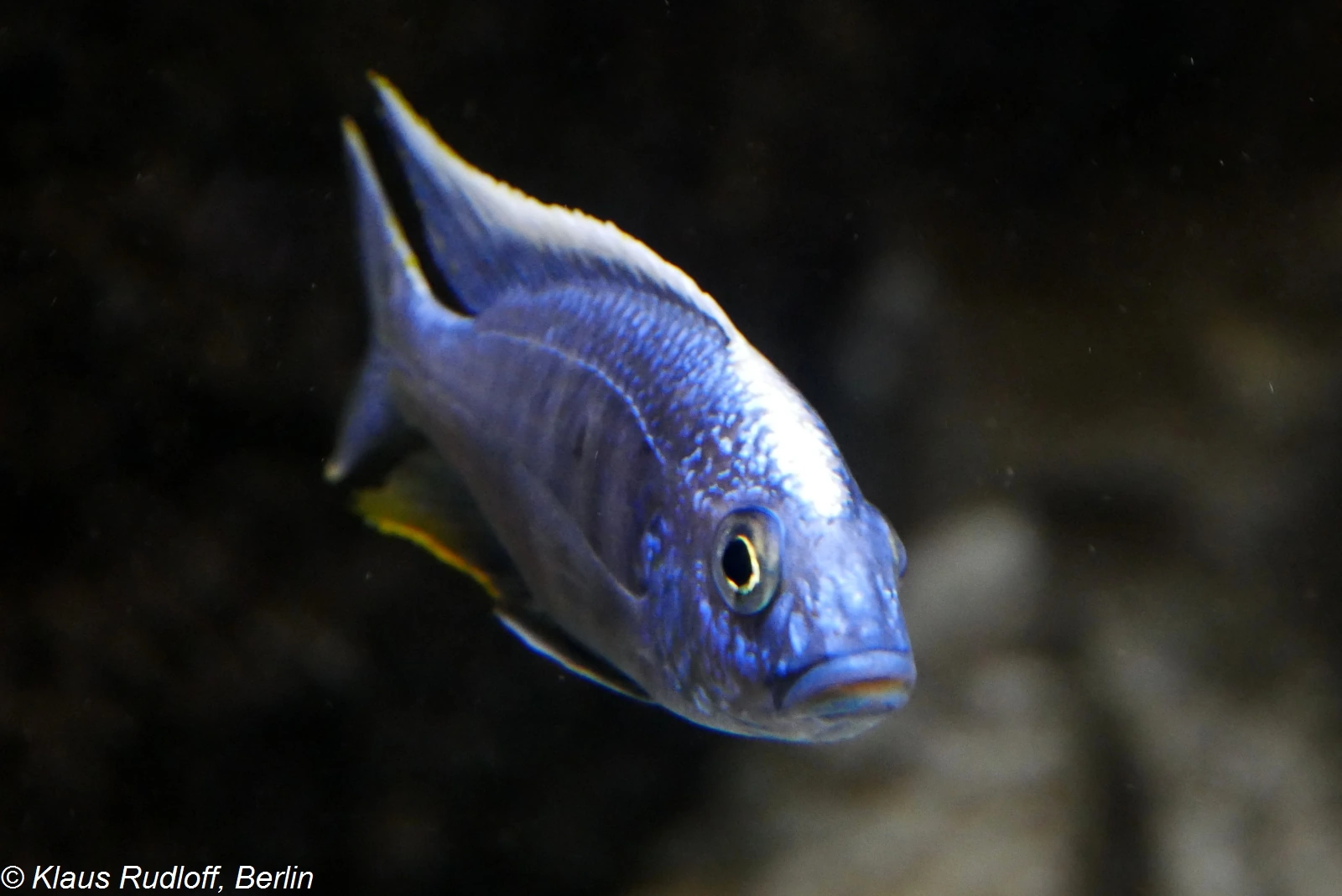 Protomelas fenestratus, mannetje in een aquarium: metallic blauw lichaam met een lichte rugband, vage verticale banden en een geelachtige aarsvin.