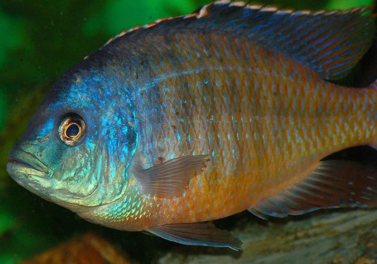 Protomelas taeniolatus (Red Empress), mannetje met metaalblauwe kop en oranje flanken met een roodbruin schubbenpatroon, van opzij gefotografeerd in een aquarium.