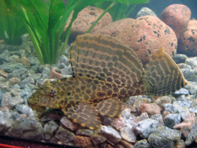 Pterygoplichthys gibbiceps van opzij op grind, met hoge uitgezette rugvin en een netwerk van donkere vlekken