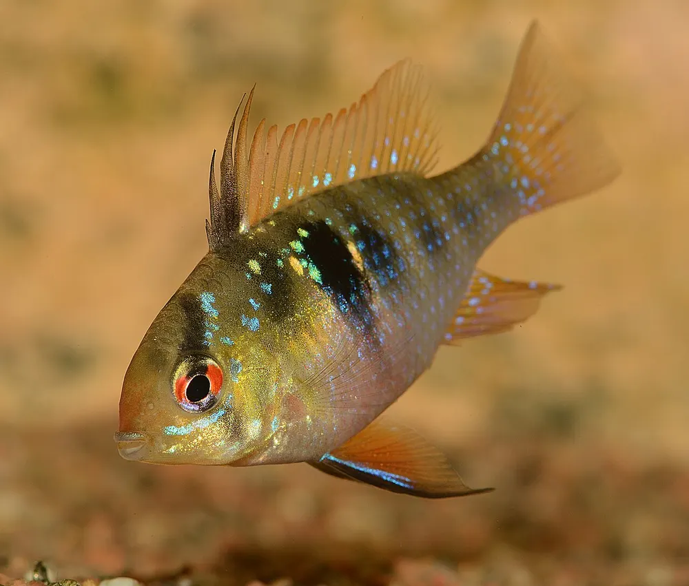 Vrouwelijke ramirezi (Mikrogeophagus ramirezi), met roze buik, donkere flankvlek en blauwe stippen