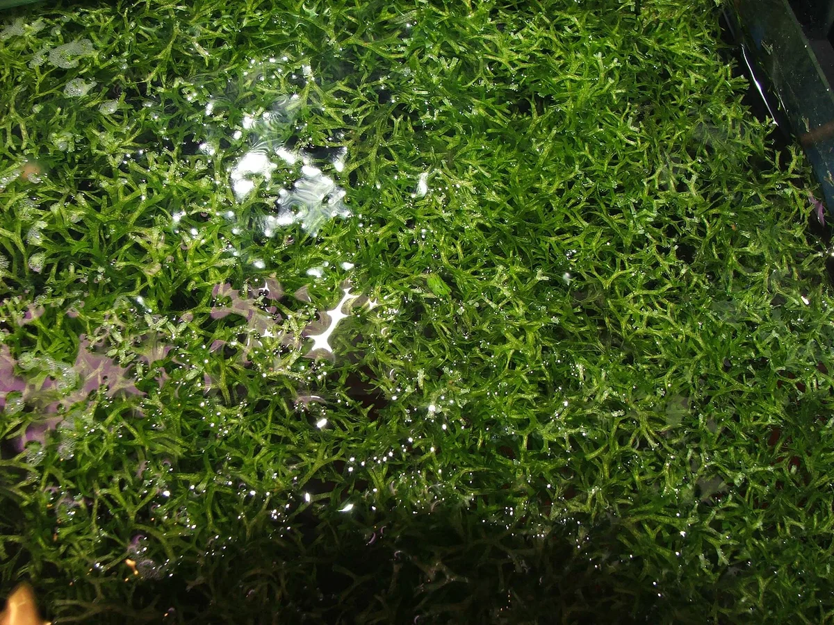 Dichte laag groene, gaffelvormig vertakte Riccia fluitans aan het wateroppervlak.