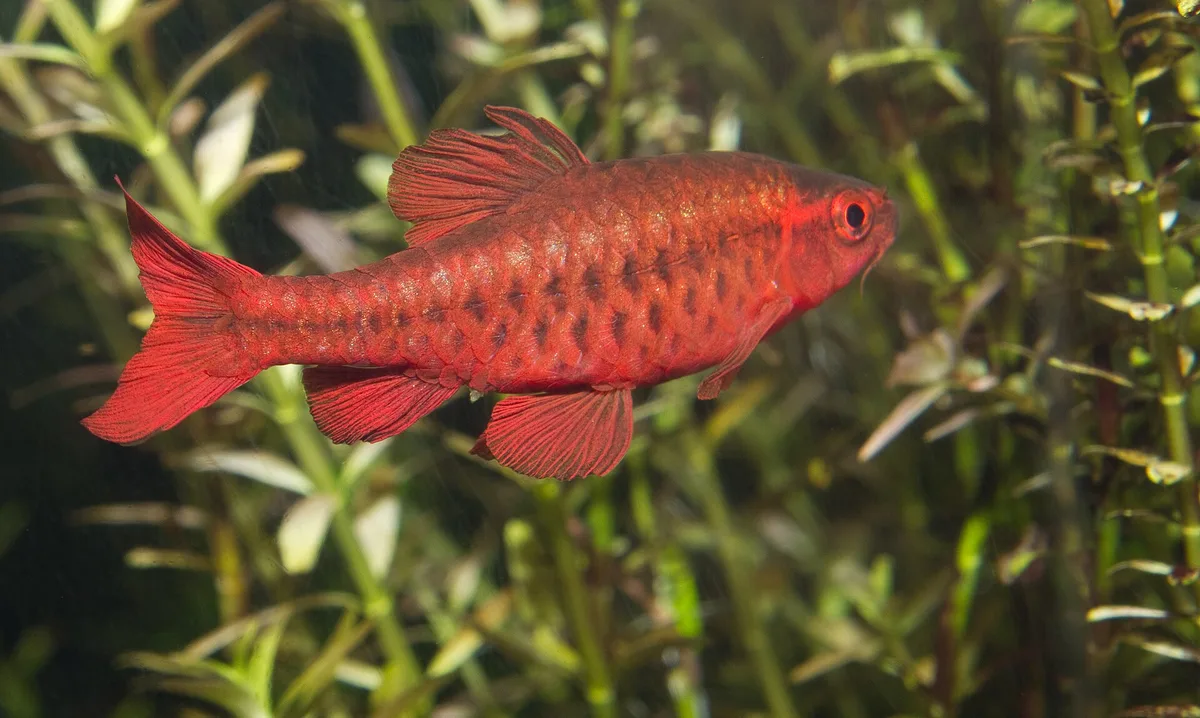 Rood mannetje van de cherrybarbeel in zijaanzicht tussen aquariumplanten
