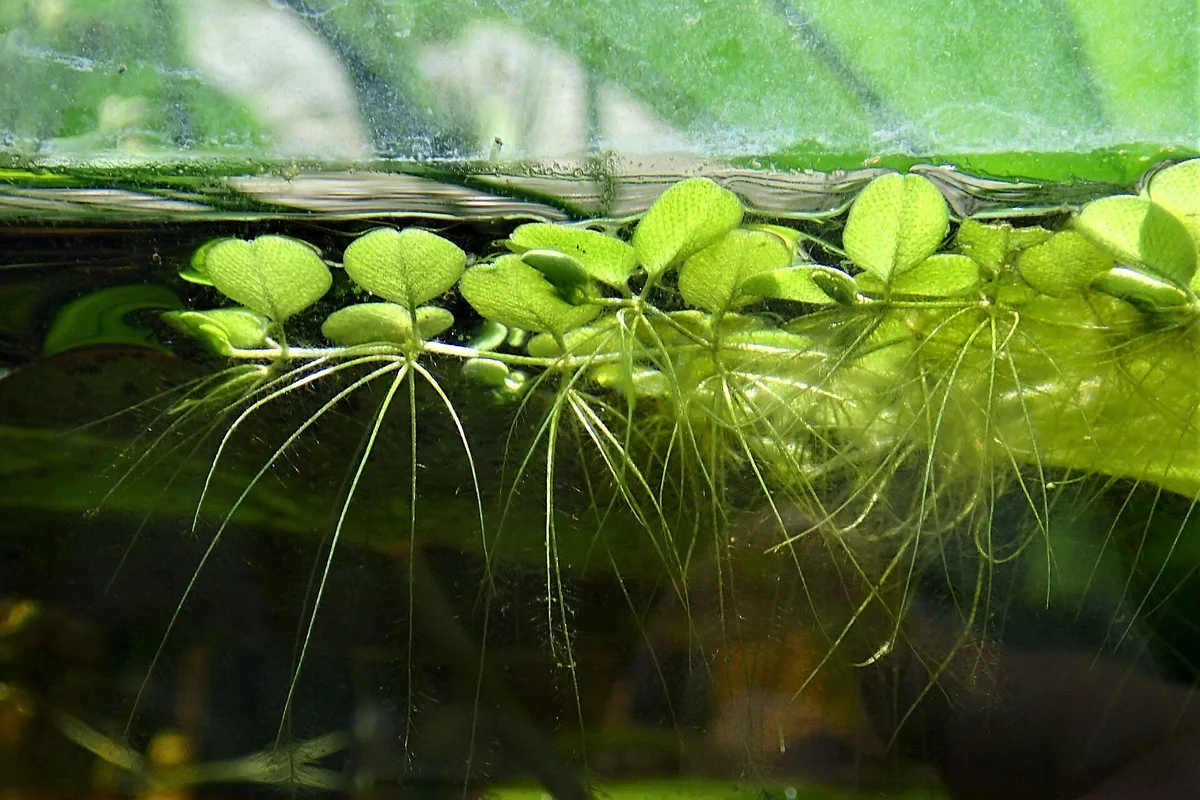 Salvinia minima aan de waterlijn van een aquarium, met kleine behaarde blaadjes boven water en lange fijne draden onder water.