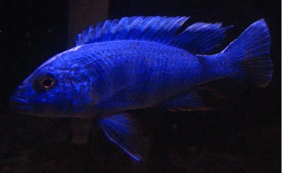 Sciaenochromis ahli, een volgekleurd elektrisch blauw mannetje met een lange rugvin, zijdelings gefotografeerd in een donker aquarium.