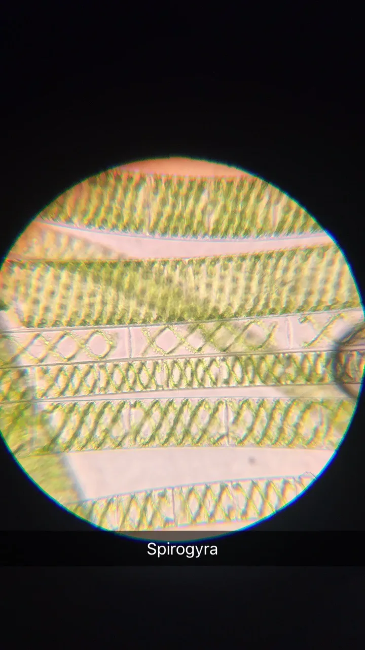 Spirogyra onder een lichtmicroscoop: lange cellen met groene, spiraalvormige banden.