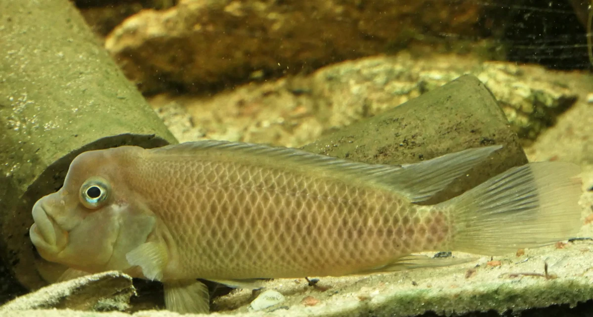 Steatocranus casuarius met voorhoofdsbult vlak boven stenen en zand