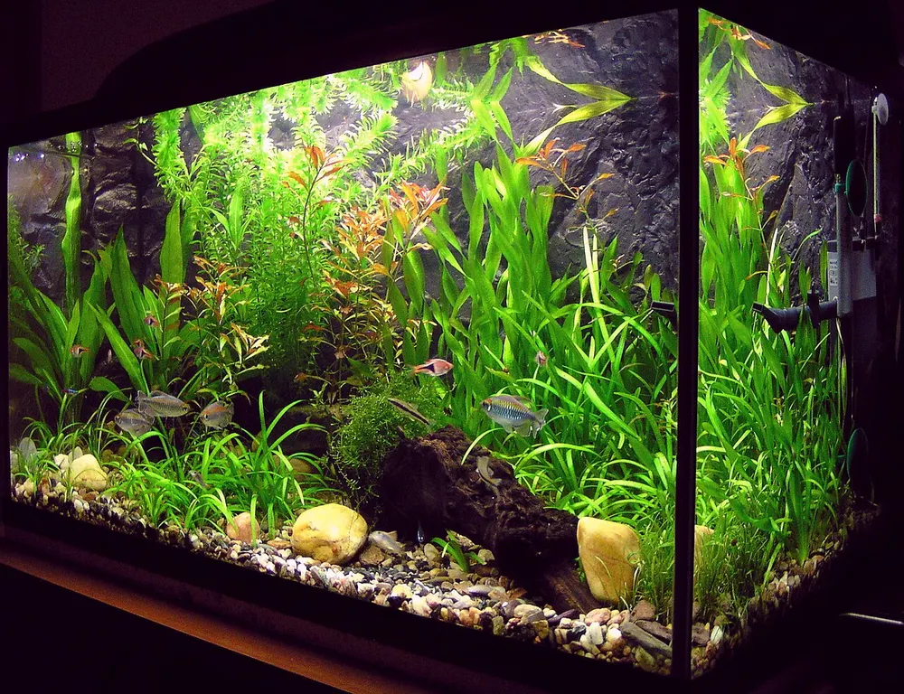 Klein beplant gezelschapsaquarium van ongeveer honderd liter.