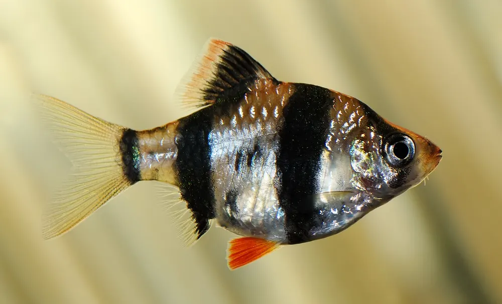 Gestreepte sumatraan in aquariumvorm, van opzij, met donkere verticale banden en oranje vinaccenten.
