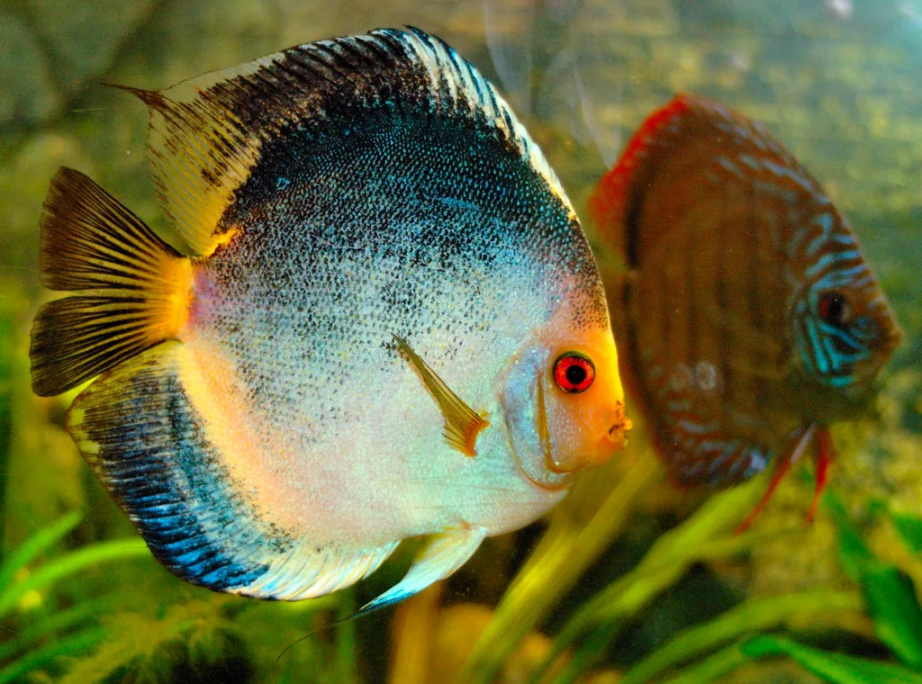 Discus met lichtblauwe flank, rood oog en donkere rugtekening, met een tweede discus onscherp op de achtergrond.