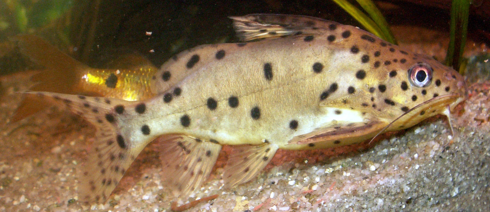 Synodontis njassae in zijaanzicht op een zandbodem: een beige meerval met grote ronde zwarte vlekken, gevlekte vinnen en lange baarddraden.