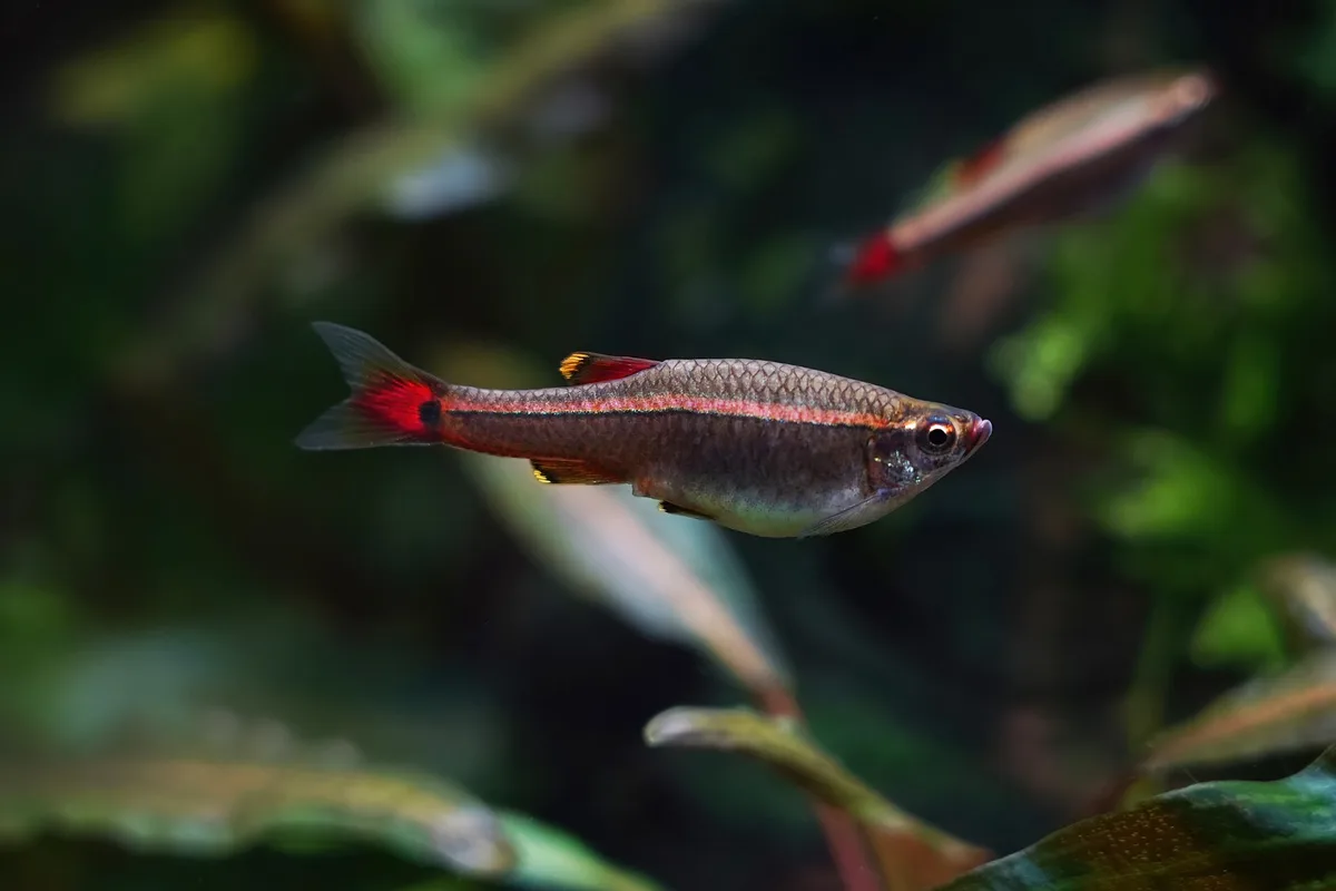 Chinese danio in zijaanzicht met lichte lengtestreep, rode vinnen en rode staartbasis, tussen waterplanten.