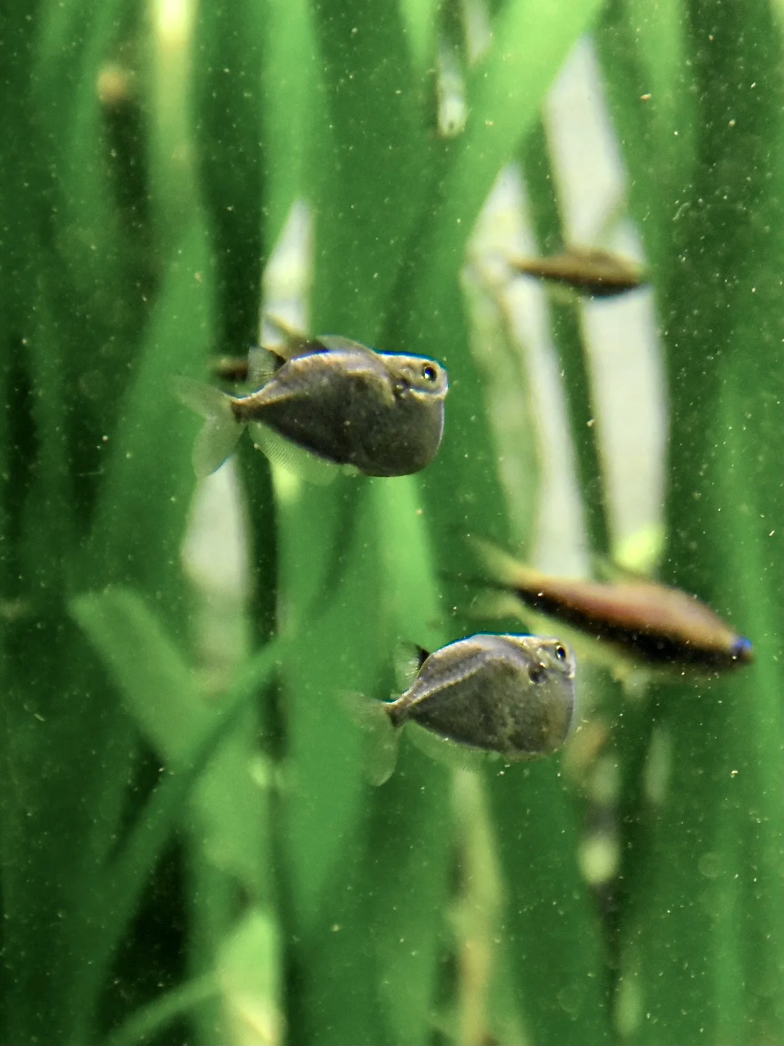 Thoracocharax stellatus (zilverbijlzalm): twee levende dieren tussen vallisneria in een aquarium, met de opvallend diepe borstkiel goed zichtbaar.