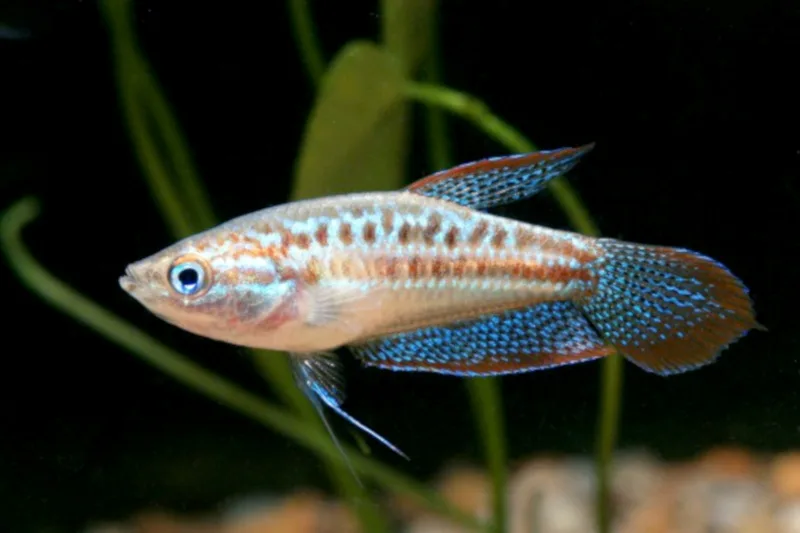Trichopsis pumila (dwerggoerami) van opzij: blauw oog, roodbruine stippen langs het lijf en blauw gestippelde vinnen met een rode rand.