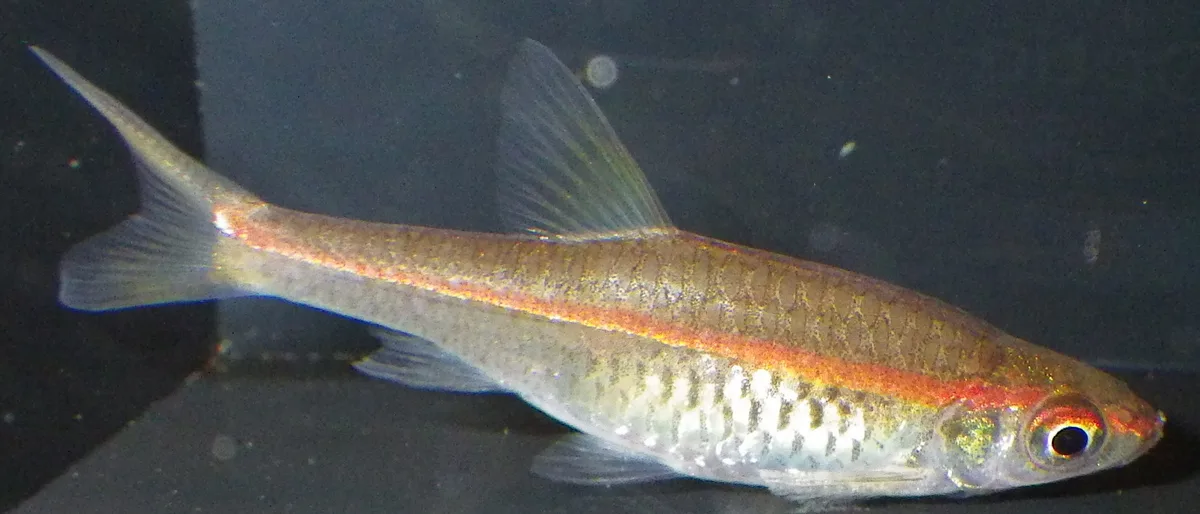 Trigonopoma pauciperforatum (roodstreeprasbora), vermoedelijk een vrouwtje, van opzij gezien in een aquarium, met de doorlopende oranjerode lengtestreep van snuit tot staart.