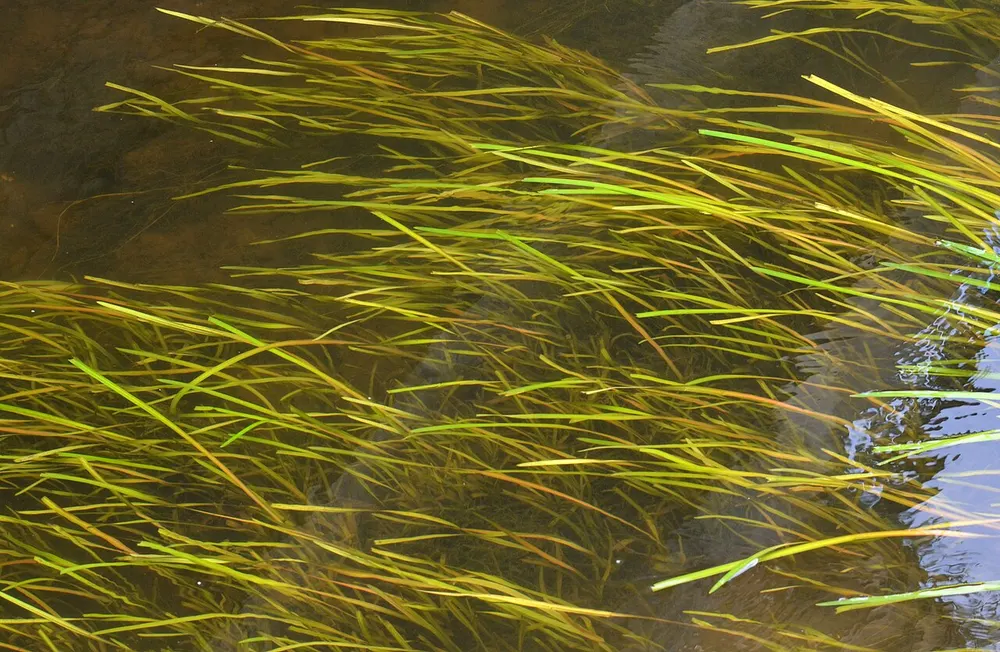 Dicht veld Vallisneria spiralis dat met de stroming meebuigt, onder water gefotografeerd in de rivier de Dronne bij Brantome in Frankrijk.