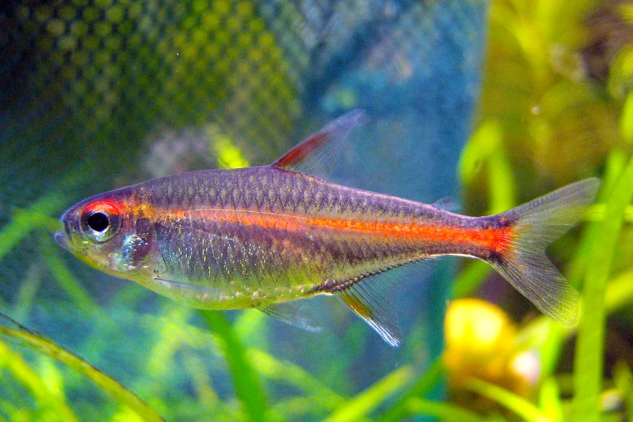 Vuurneon van opzij met een rood-oranje lengtestreep door het oog tot aan de staart en een rode voorrand van de rugvin.