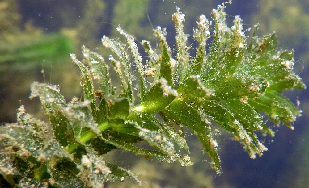 Close-up van een stengel Egeria densa onder water, met kransen van smalle blaadjes die dicht bedekt zijn met lichte aanslag. Gefotografeerd in een visvijver bij Saint-Nolf in Bretagne waar de soort zich massaal heeft gevestigd.