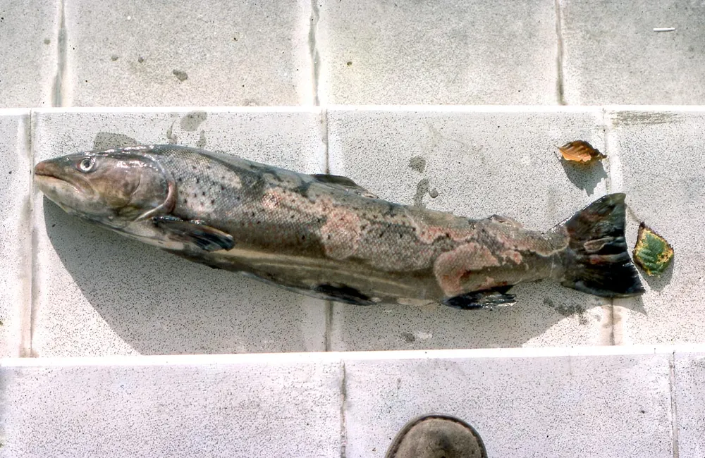 Forel met uitgebreide grijswitte schimmelplekken over kop en flank.