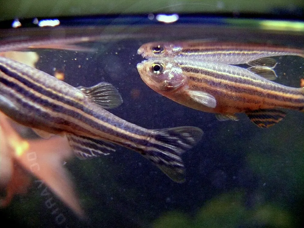 Twee zebradanios in helder water, met de doorlopende horizontale strepen van kop tot staart die de soort zijn naam geven.