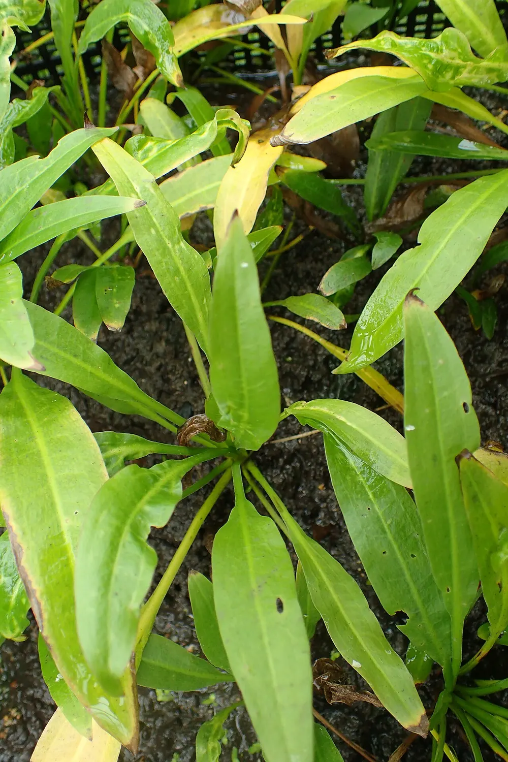 Een amazonezwaardplant in de botanische tuin van de Universiteit van Wroclaw, boven water gekweekt, met brede bladeren die alle uit een rozet in het midden komen.